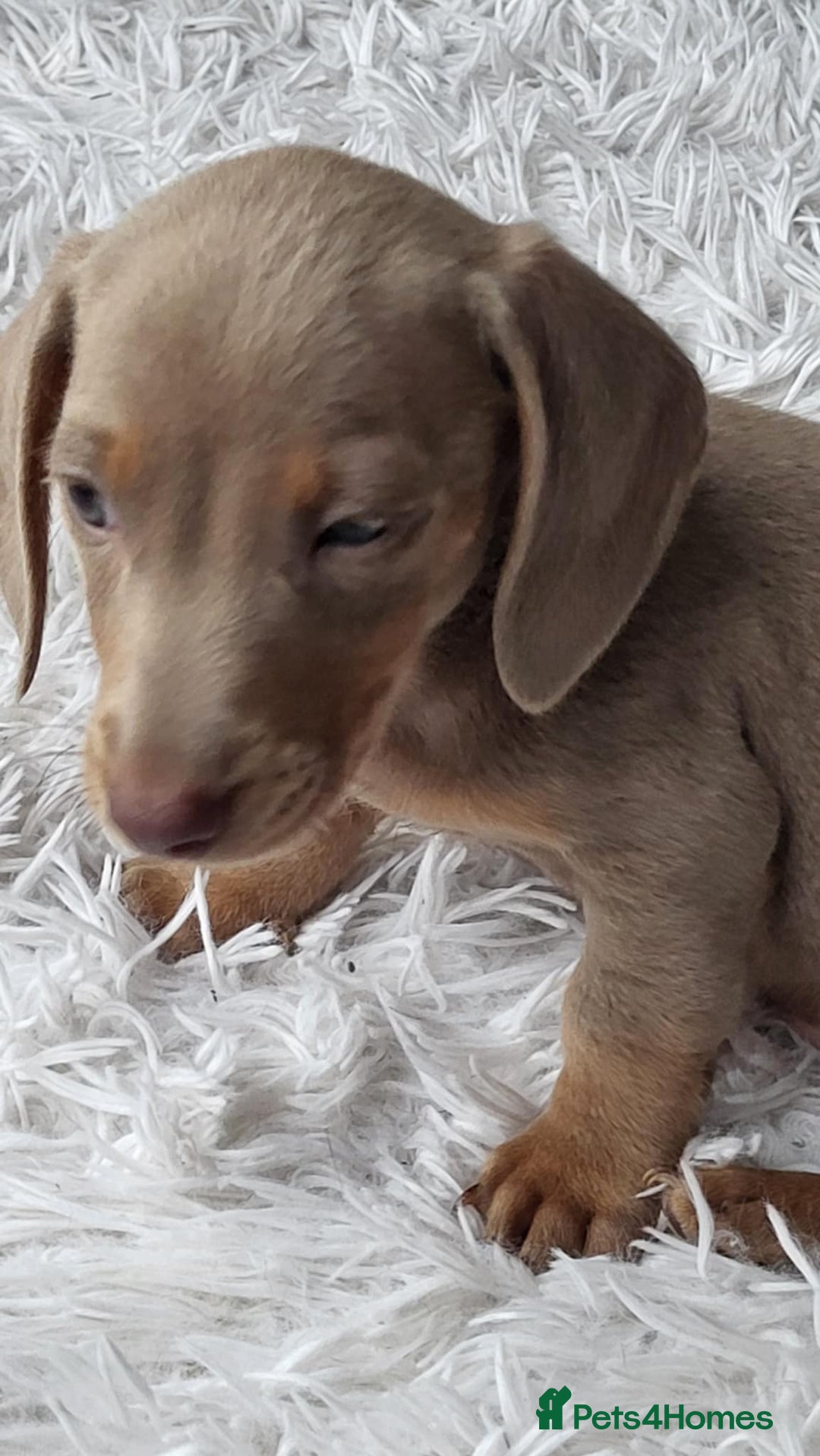 Dachshund dogs for sale: Miniature Isabella daucsunds for sale - Image 8