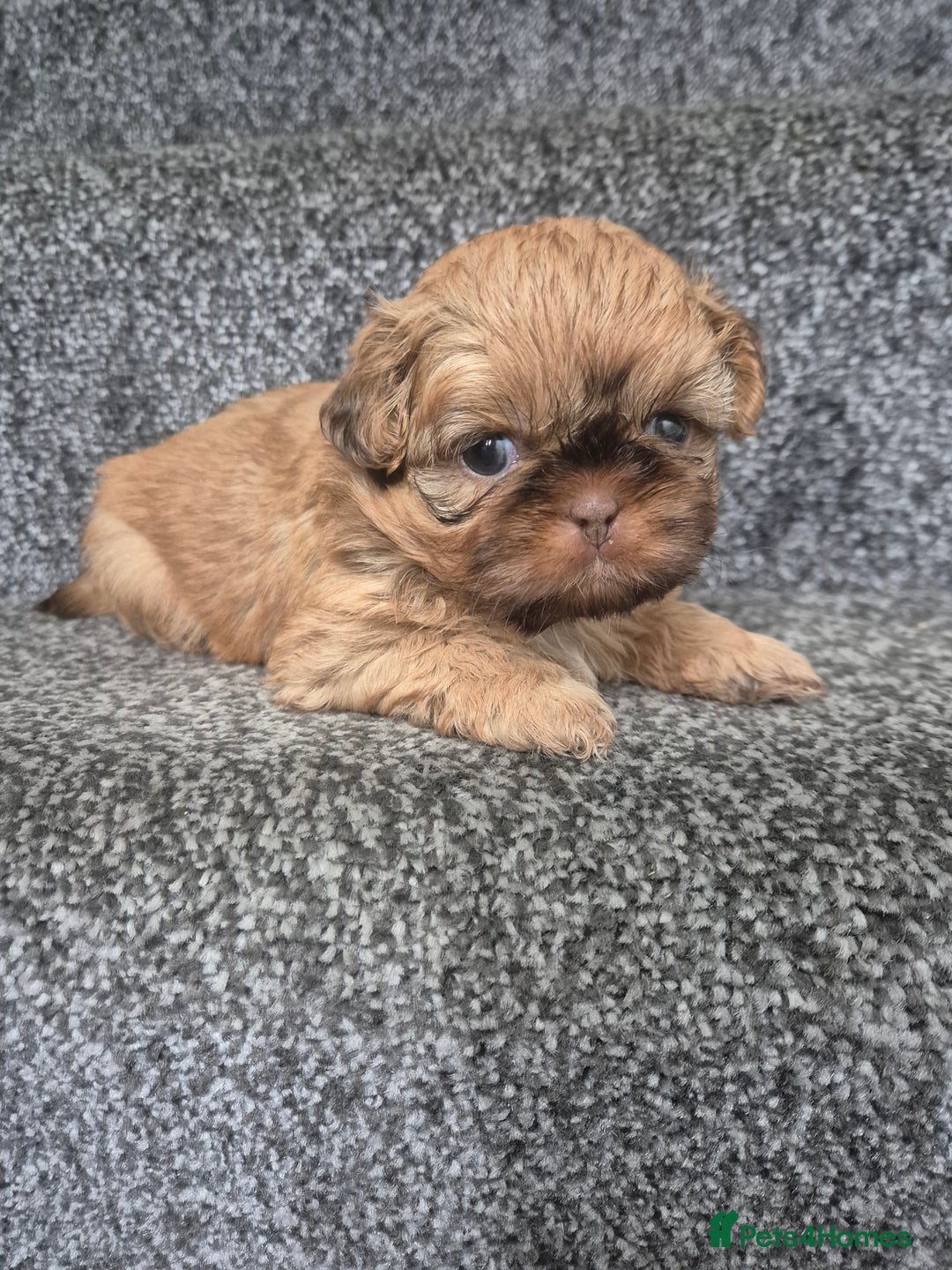 Shih Tzu dogs for sale: Imperial shih tzu puppies - Image 2