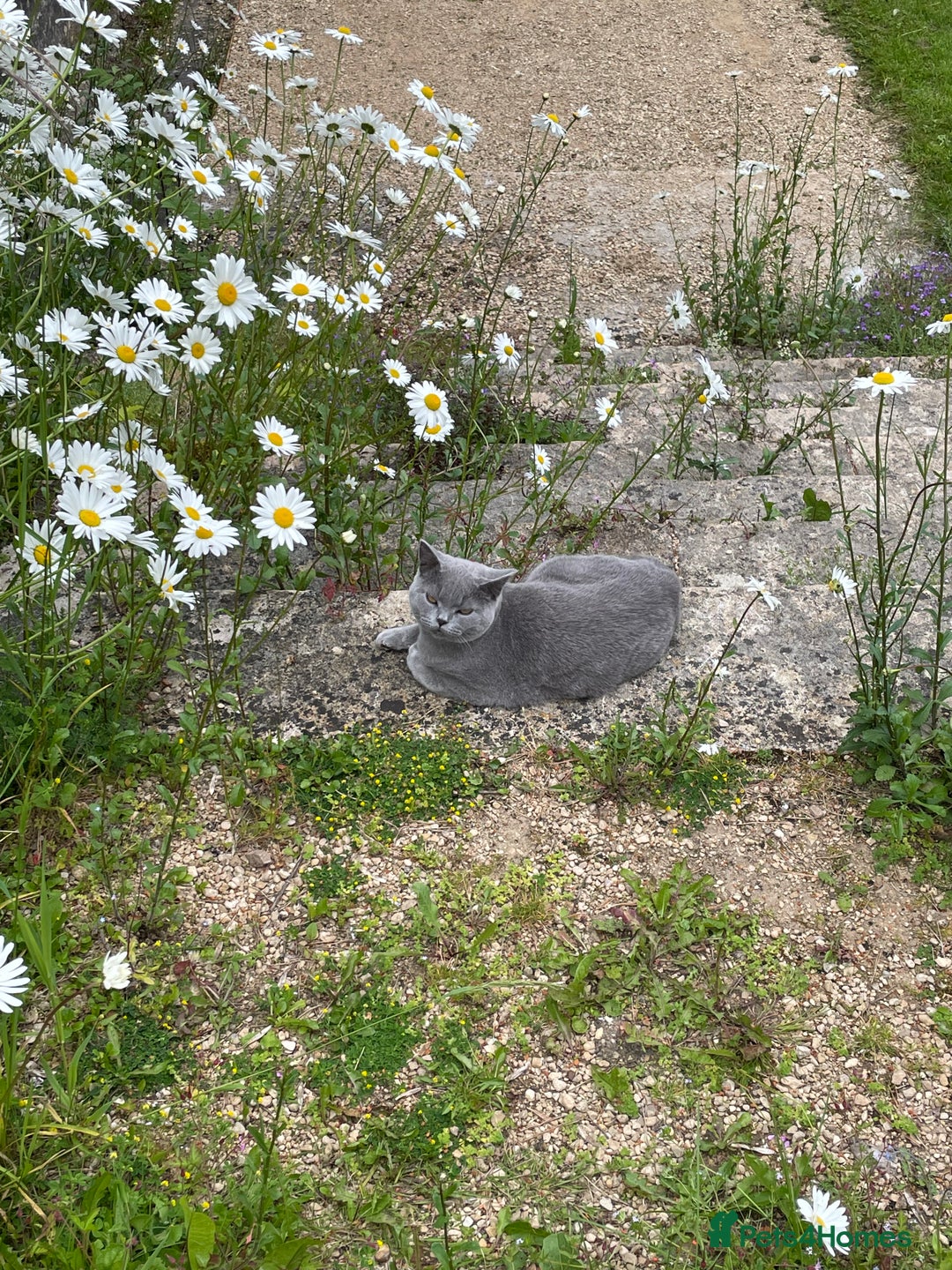 British Shorthair cats for sale: Moggy  - Advert 2