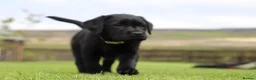 Labrador Retriever dogs for sale: Delightful KC registered litter  - Advert 31