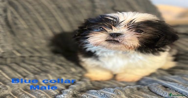 Shih Tzu dogs - Advert 7