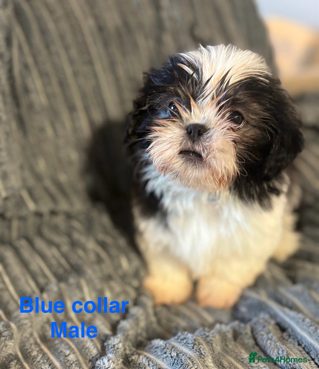 Shih Tzu dogs for sale: Imperial shih-tzu puppy’s for sale  - Image 3