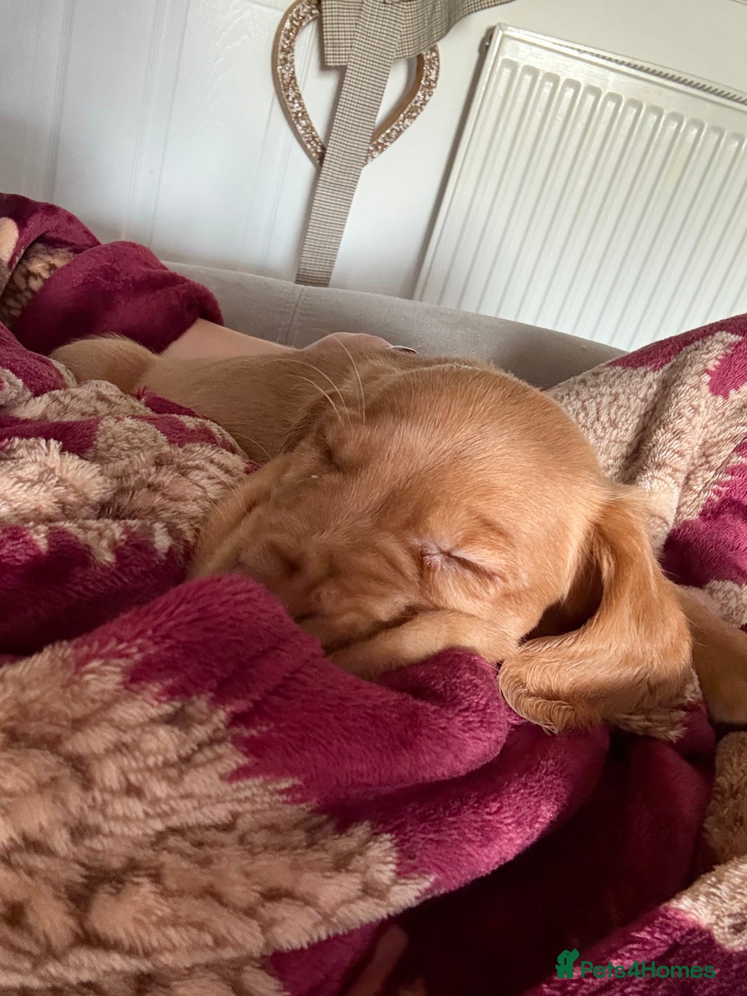 Cockerdor dogs for sale: FOX RED COCKERDOR PUPS  - Advert 14