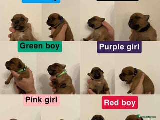 Staffordshire Bull Terrier dogs - Advert 1