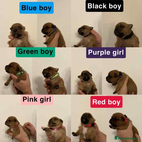 Staffordshire Bull Terrier dogs - Advert 1
