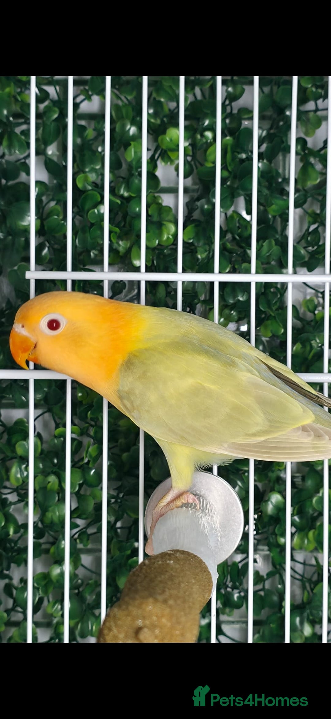 Lovebirds birds for sale: Mutation Lovebirds for Sale - Advert 19