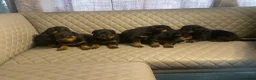 Rottweiler dogs for sale: Rottweiler pups big boned a1 quality kc registered - Advert 10
