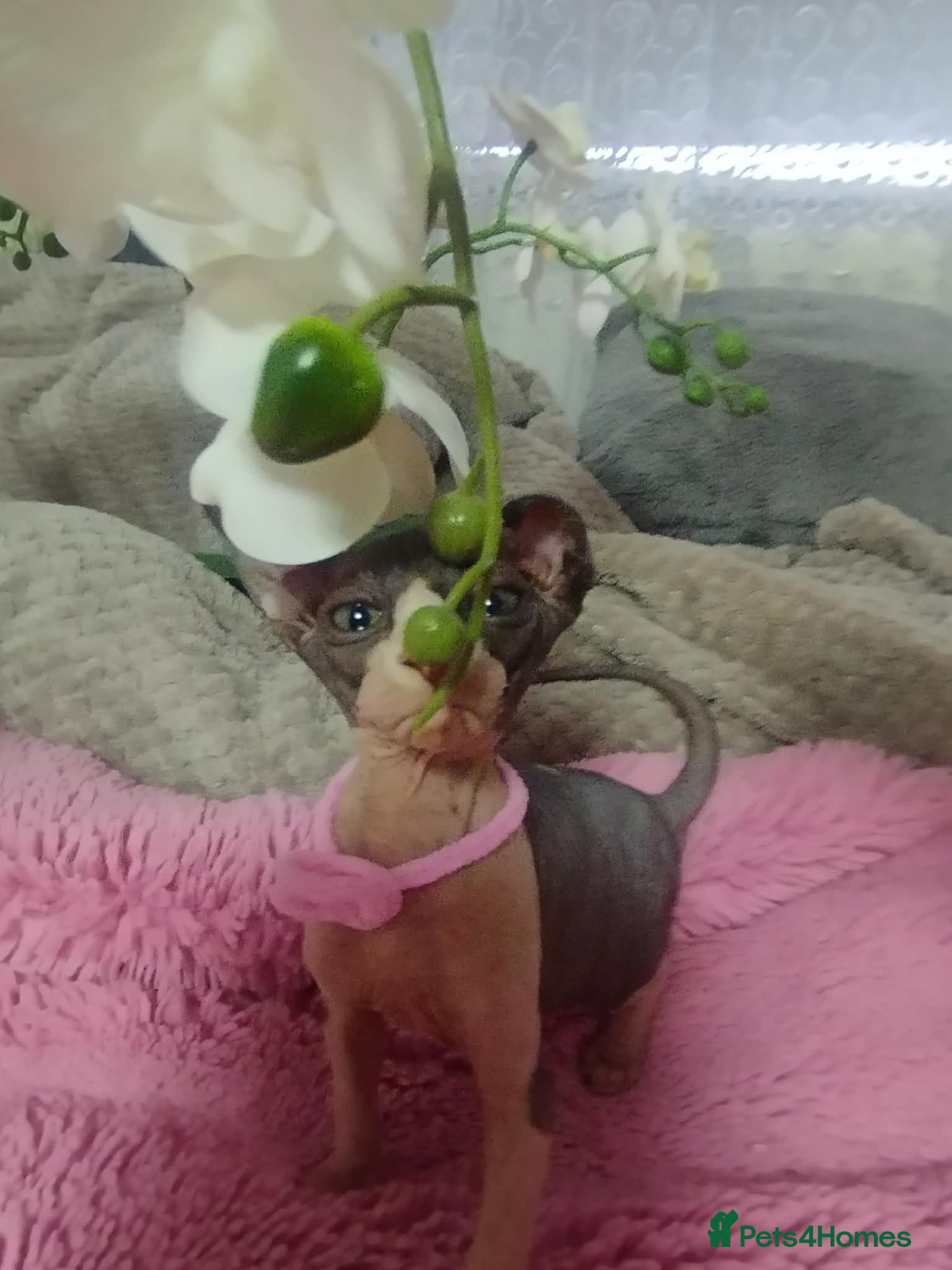 Sphynx cats Beautiful 4 girls kittens - Advert 12
