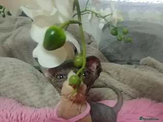Sphynx cats Beautiful 4 girls kittens - Advert 12