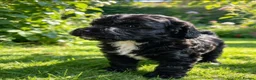 Cockapoo dogs for sale: Beautiful babies  - Advert 7
