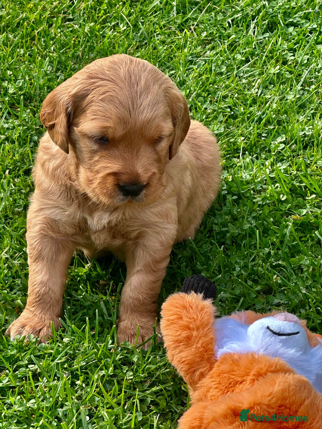 Golden Retriever dogs for sale: Golden retriever one beautiful male lovely puppy - Image 5