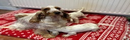 Cocker Spaniel dogs for sale: KC registered, health tested show type puppies - Advert 11