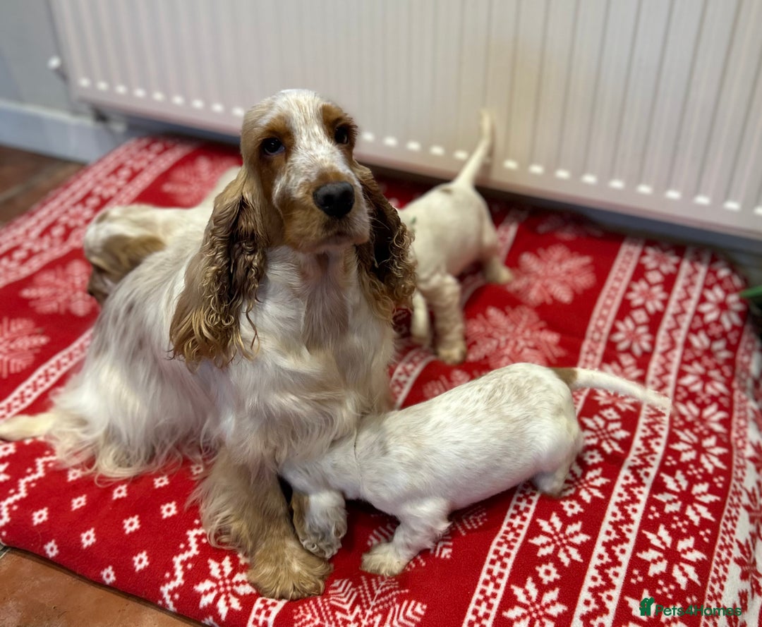Cocker Spaniel dogs for sale: KC registered, health tested show type puppies - Advert 11