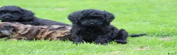 Cavapoo dogs for sale: Beautiful cavapoo puppies for sale  - Advert 33