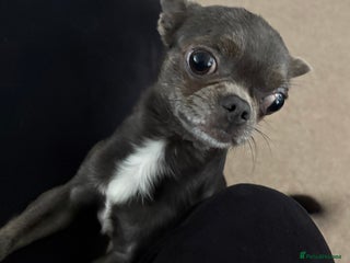 Chihuahua dogs Beautiful Grey & White Male Chihuahua - Advert 10