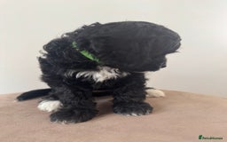 Cavapoo dogs for sale: F1 Cavapoo pups. Beautiful litter of five bitches. - Image 5