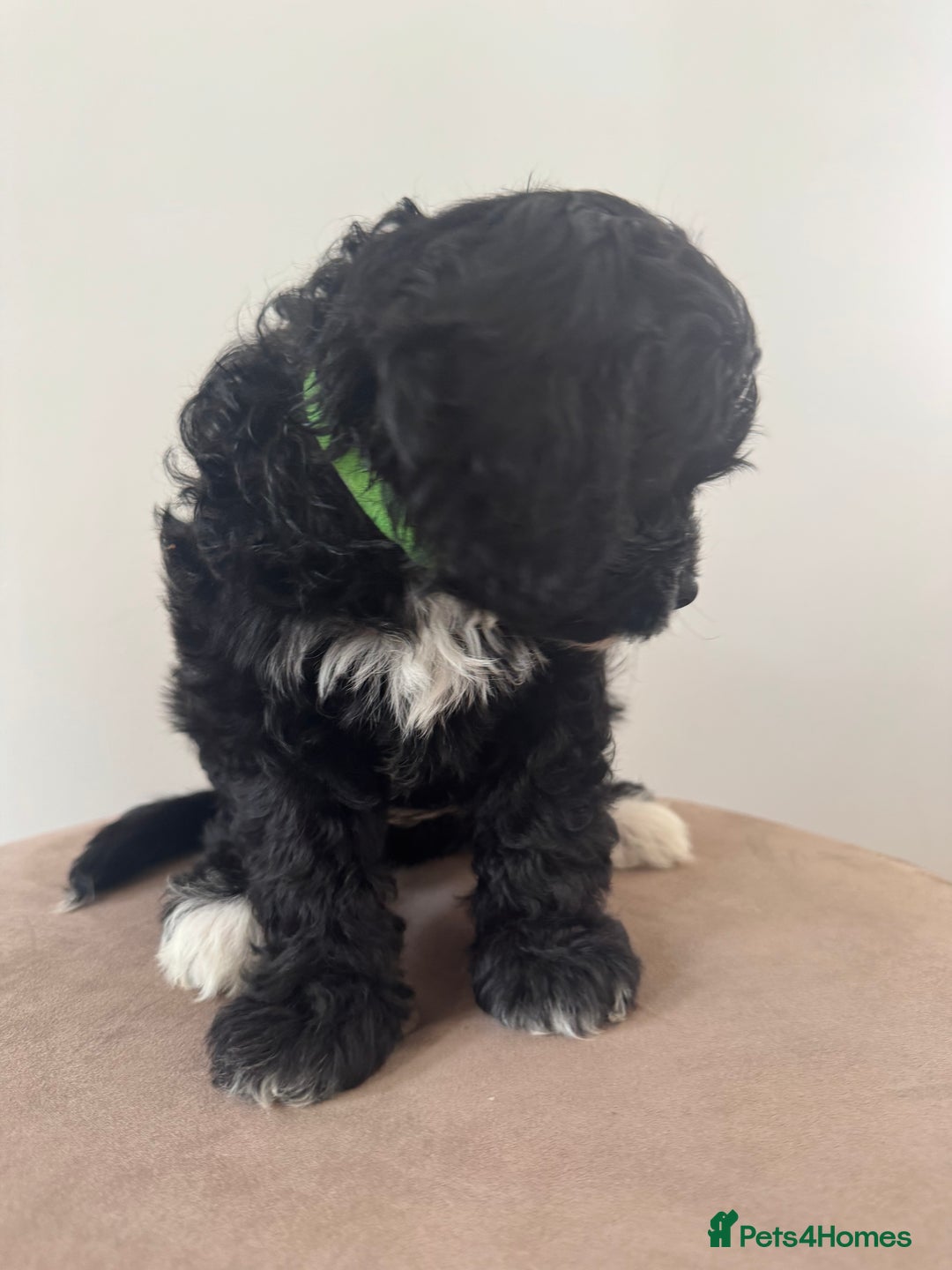 Cavapoo dogs for sale: F1 Cavapoo pups. Beautiful litter of five bitches. - Image 5