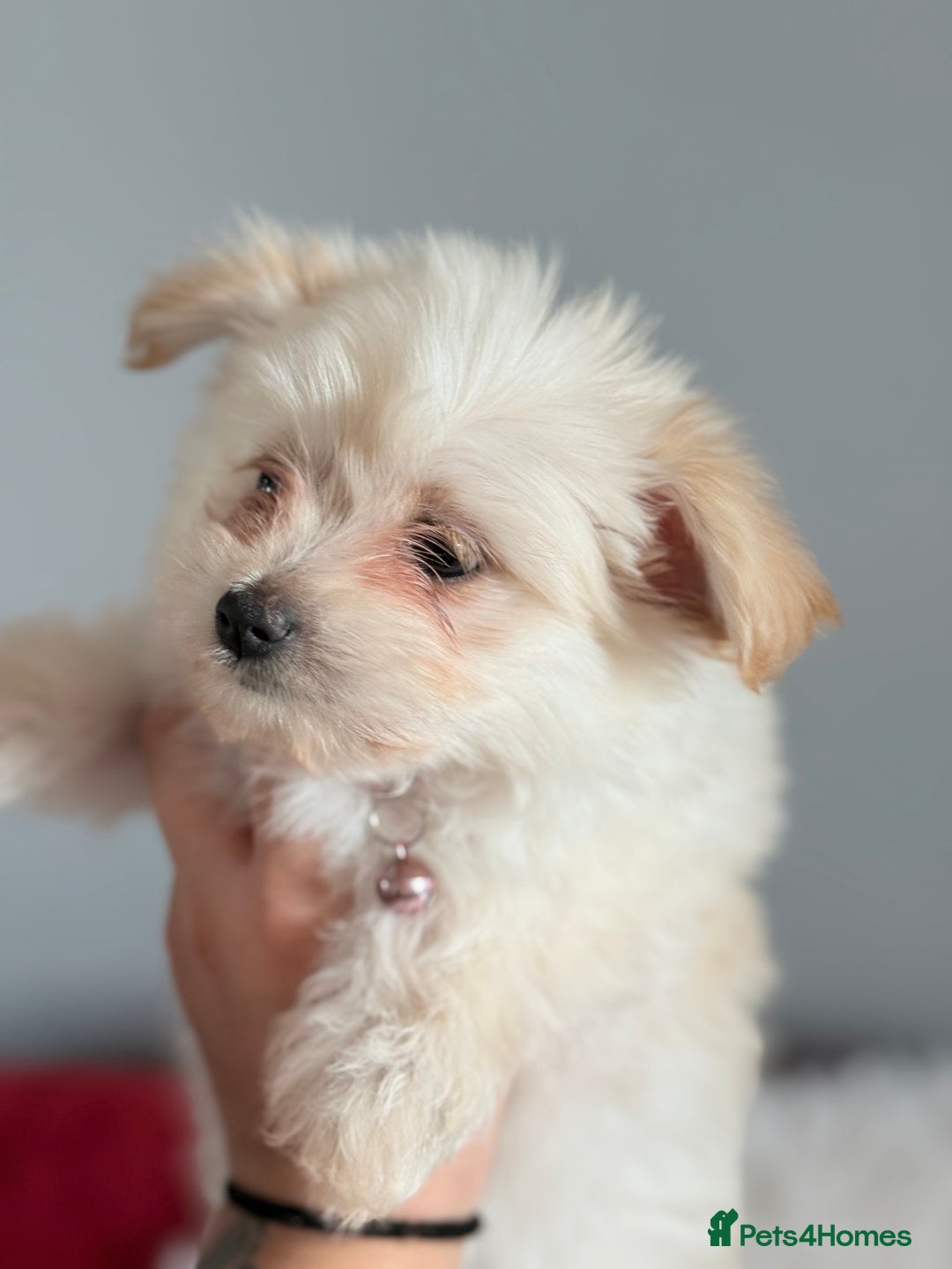 Maltese dogs for sale: Maltese x Pomeranian  - Advert 6