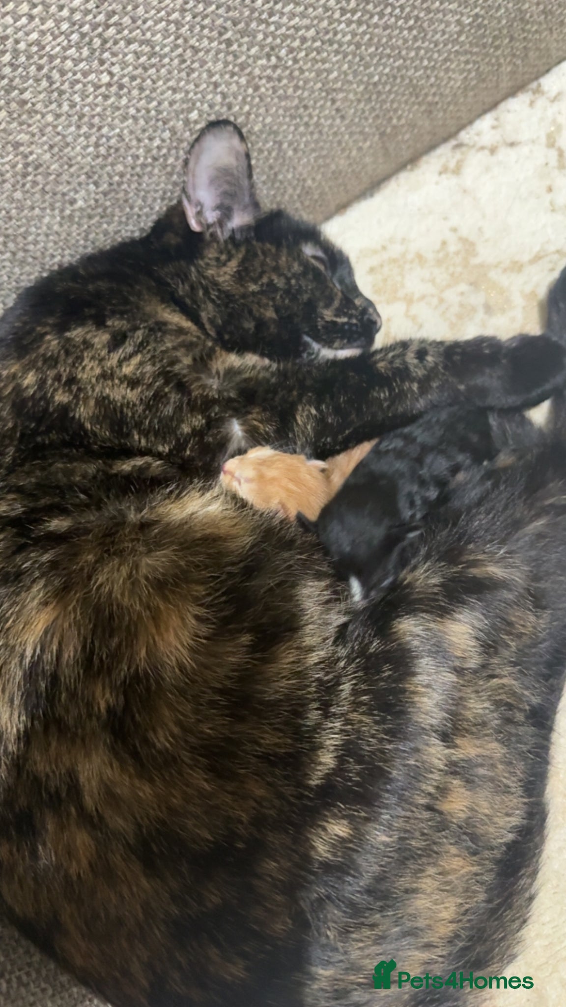 Mixed Breed cats Female calico kitten for sale - Advert 1