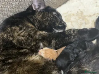 Mixed Breed cats Female calico kitten for sale - Advert 1