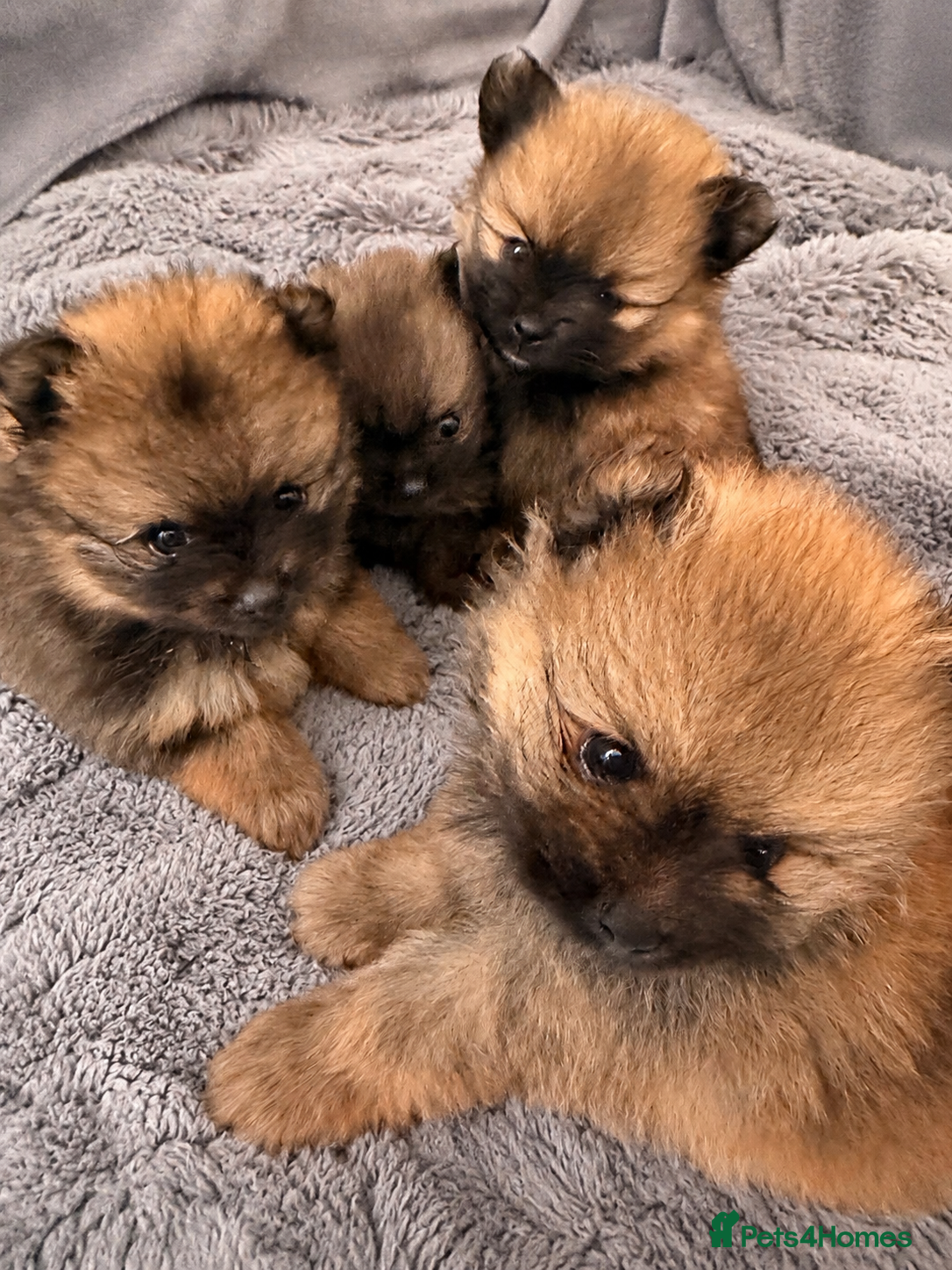 Pomeranian dogs 2 amazing males available - Advert 2