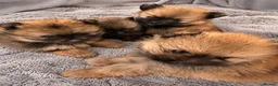 Pomeranian dogs for sale: 2 amazing males available - Advert 3