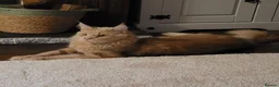 Maine Coon cats for sale: Adorable mainecoon kittens  - Advert 6