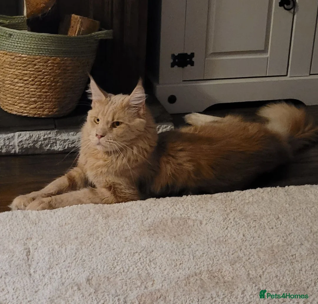 Maine Coon cats for sale: Adorable mainecoon kittens  - Advert 6