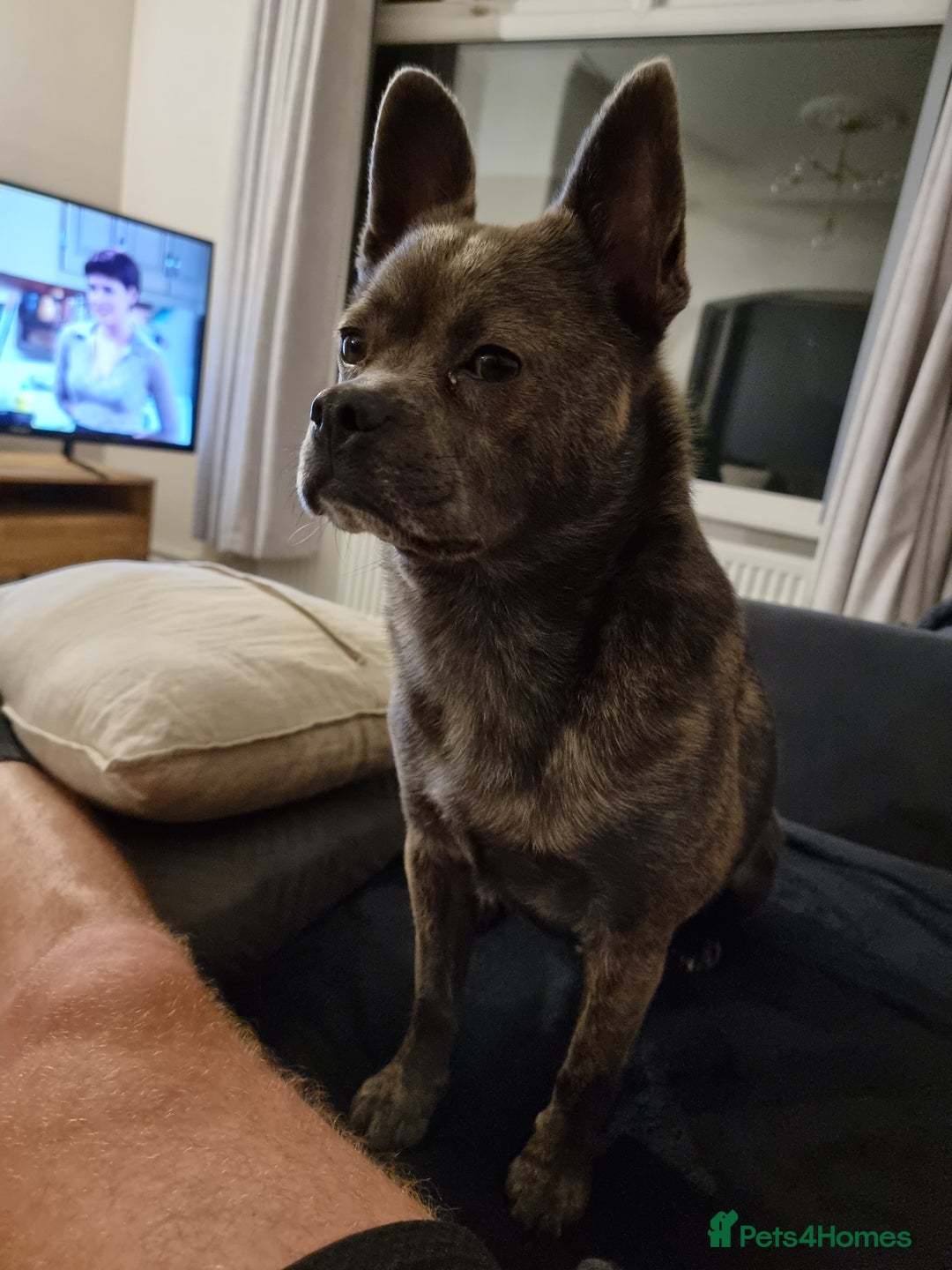 Mixed Breed dogs for sale: Ronnie  - Advert 4