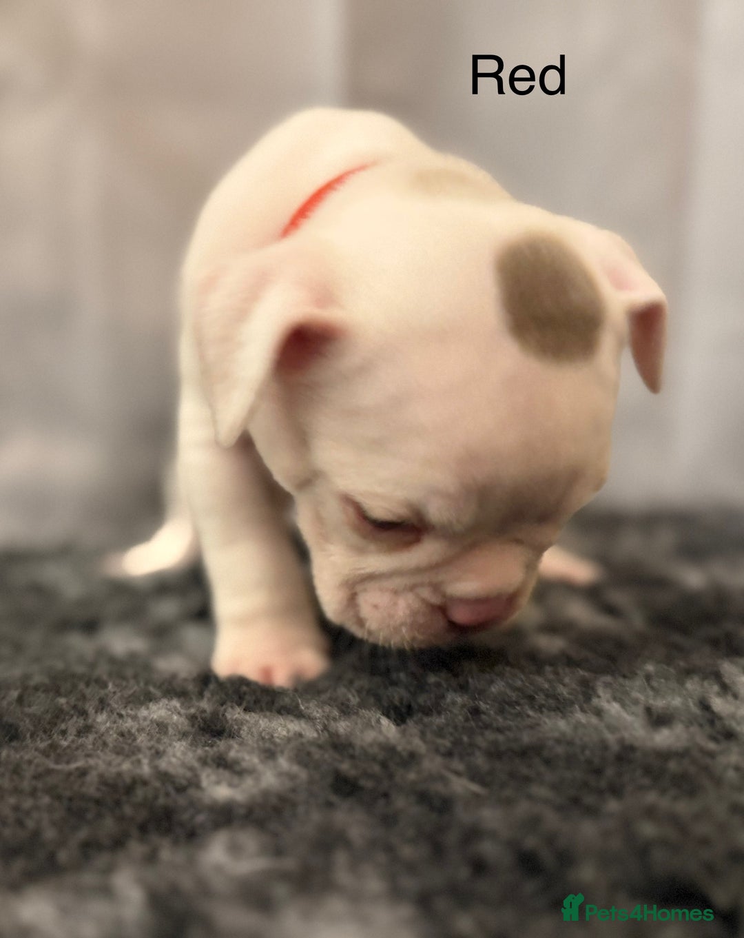 Olde English Bulldogge dogs for sale: 9 Olde English Bulldogge NEBBR registered puppies - Advert 12