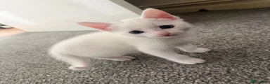 Gizmo 