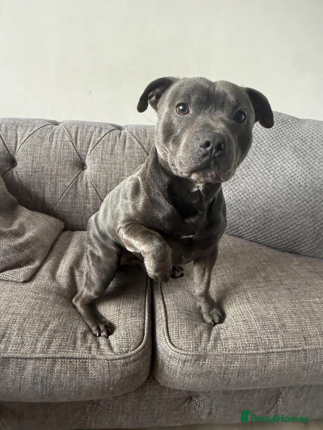 Staffordshire Bull Terrier dogs for stud: Blue Staffordshire Bull terrier  - Advert 2