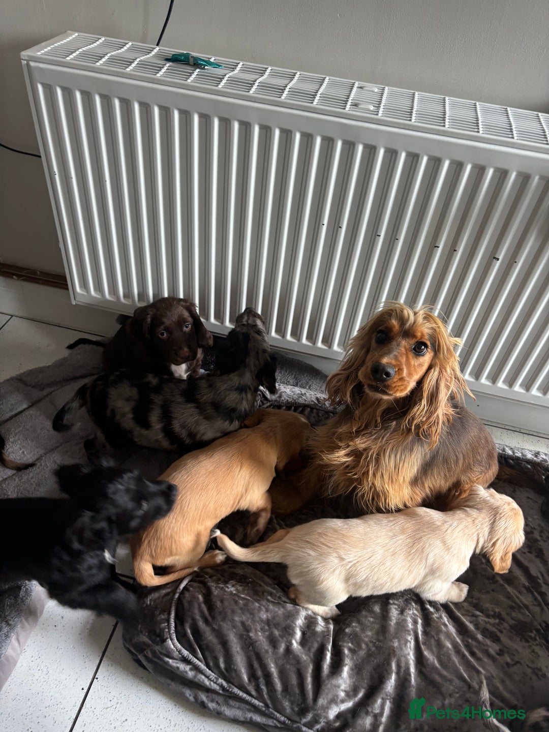 Cocker Spaniel dogs for sale:  show type dna health tested kc registered dad mum - Image 11