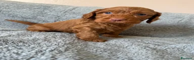 Cockapoo 2