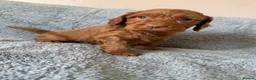 Cockapoo dogs for sale: Cockapoo puppies - Advert 10