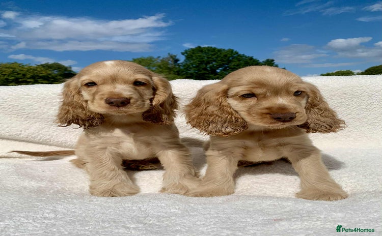 Cocker Spaniel dogs - Advert 1