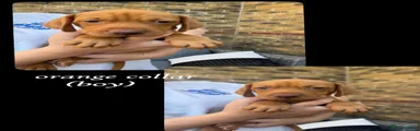 Hungarian Vizsla 3