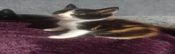 Mixed Breed cats for sale: 5 gorgeous kittens ready 28th September  - Advert 2