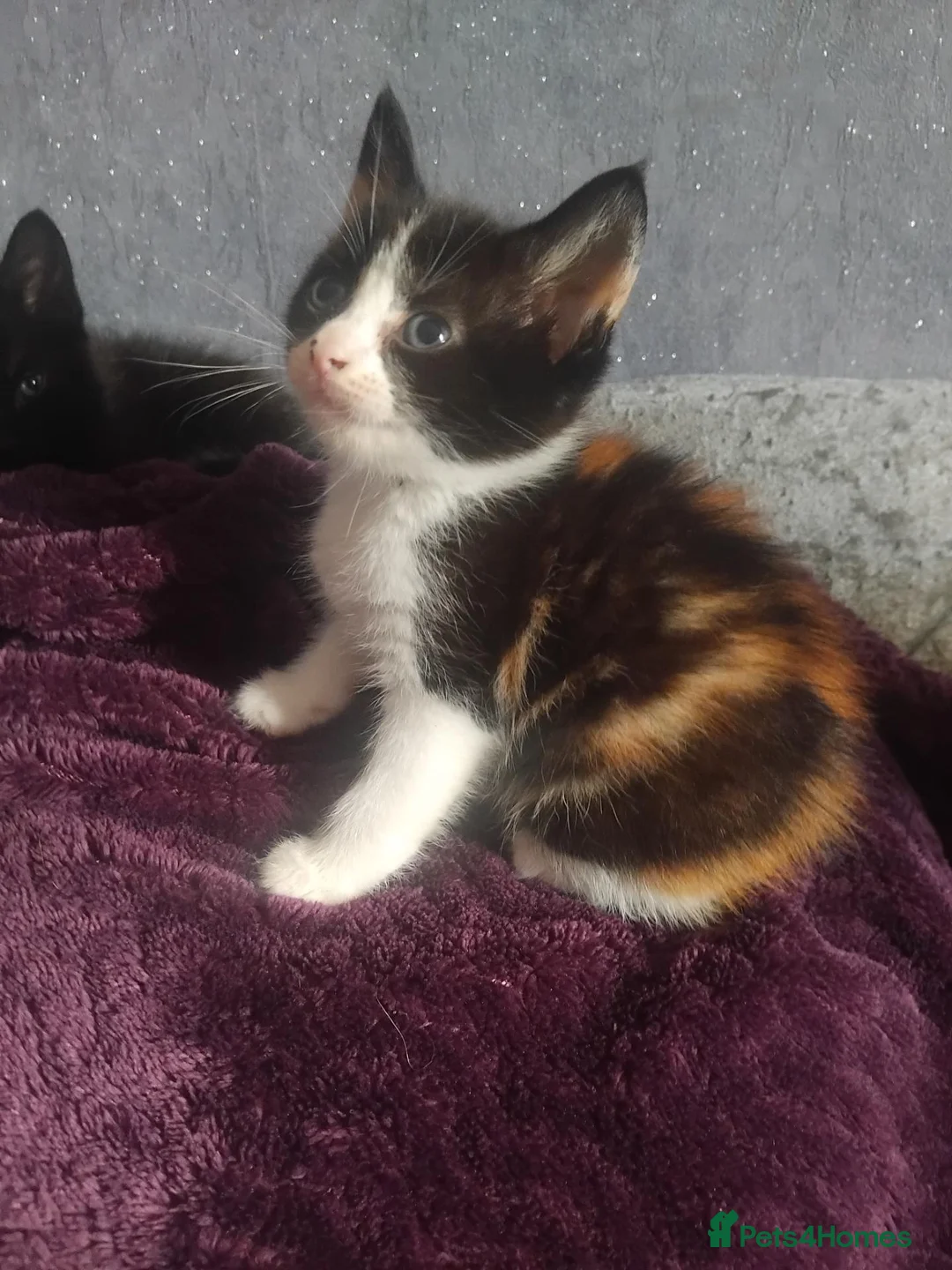Mixed Breed cats for sale: 5 gorgeous kittens ready 28th September  - Advert 2