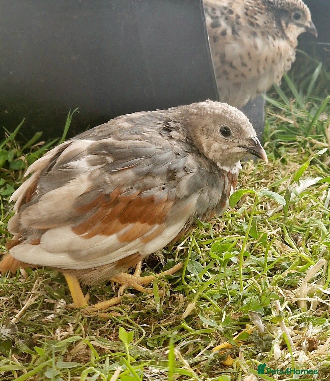 Quail poultry for sale: Chinise painted quail  - Image 3
