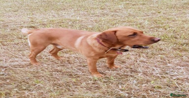Labrador Retriever dogs - Advert 1