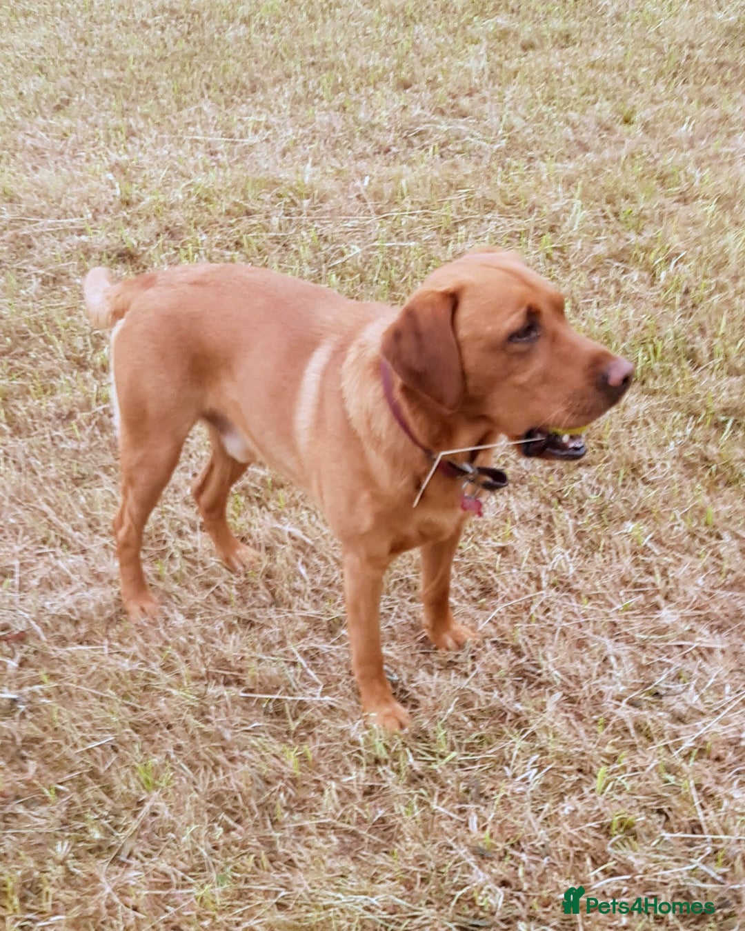 Labrador Retriever dogs for stud: Fox-red labrador - Image 3