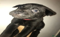Mixed Breed dogs for sale: Cane corso x American akita cross(READY TO LEAVE) - Image 9
