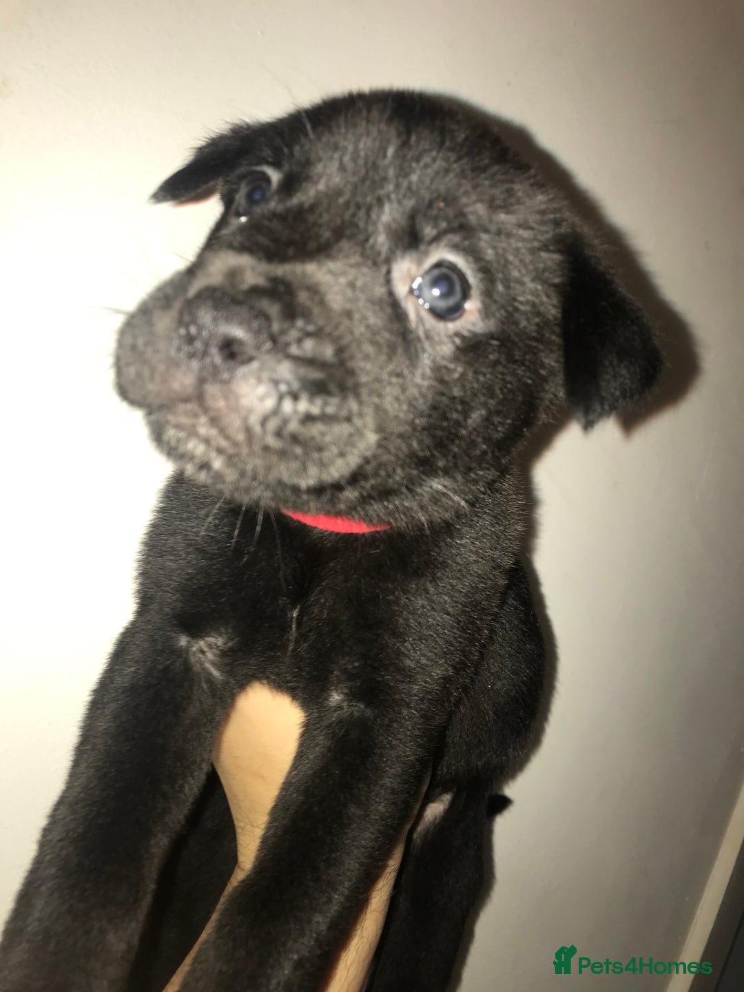 Mixed Breed dogs for sale: Cane corso x American akita cross(READY TO LEAVE) - Image 9