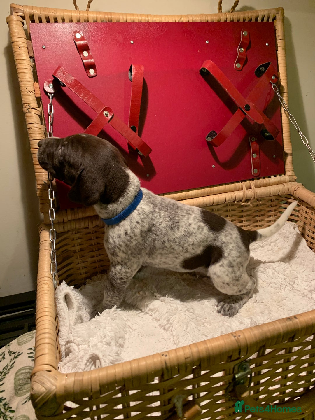 German Shorthaired Pointer dogs for sale: ⭐ 6 adorable German shorthaired pointer puppies ⭐️ - Advert 15