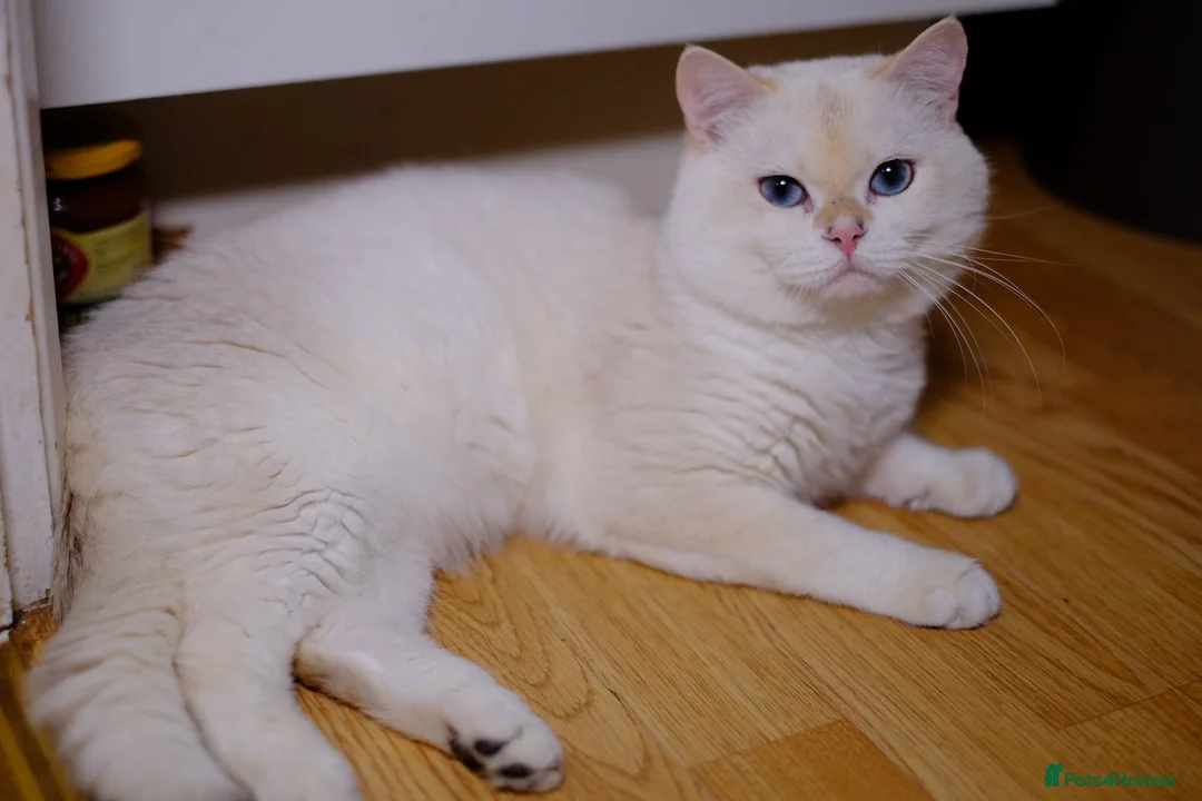 British Shorthair cats for stud: 🥇GCCF registered Gold tippedBritish shorthair🥇 in Slough - Advert 3