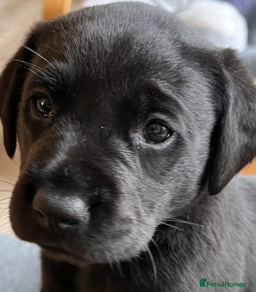 Labrador Retriever dogs for sale: Black Labrador puppies in Belper - Advert 1