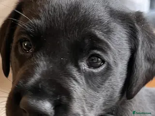 Labrador Retriever dogs Black Labrador puppies - Advert 1