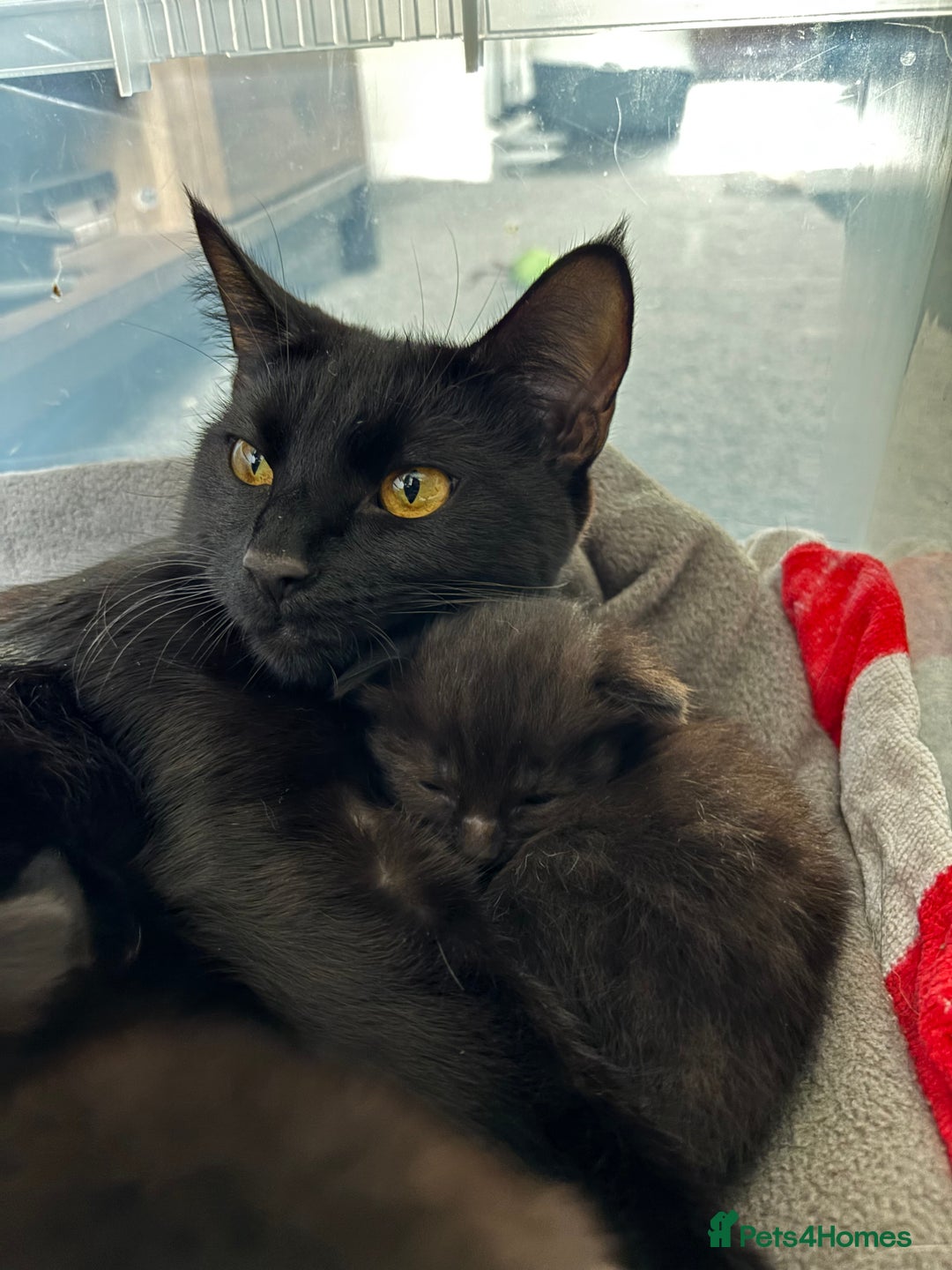 British Shorthair cats for sale: 4 kittens for sales  - Advert 1