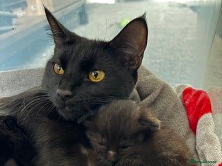 British Shorthair cats 4 kittens for sales - Advert 1